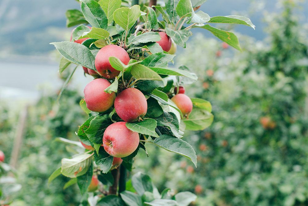 Apple trees hardanger